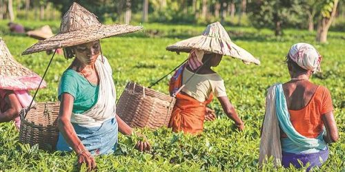 India‘s tea exporters may be left high and dry on Iran; here‘s why